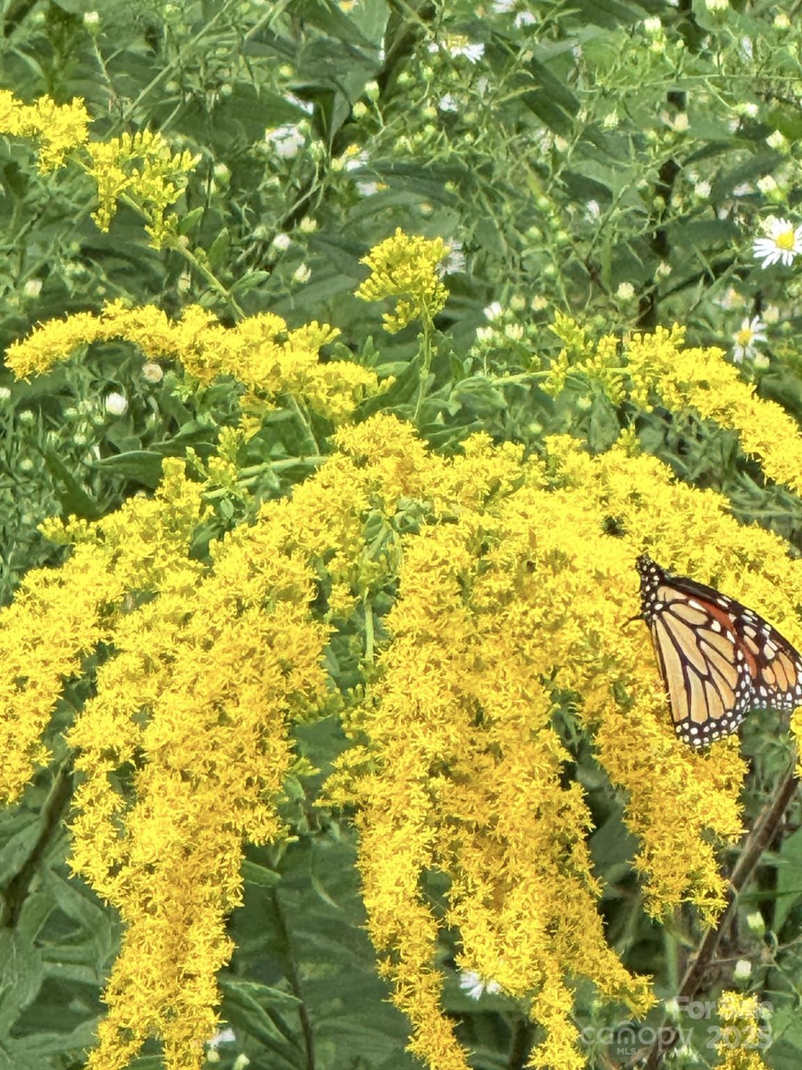 43 Dillingham Estates Trail