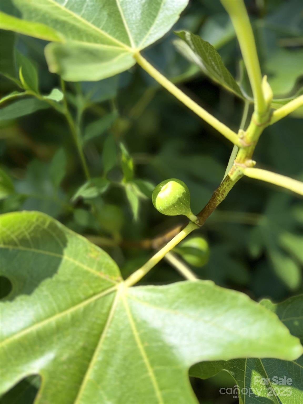 43 Dillingham Estates Trail