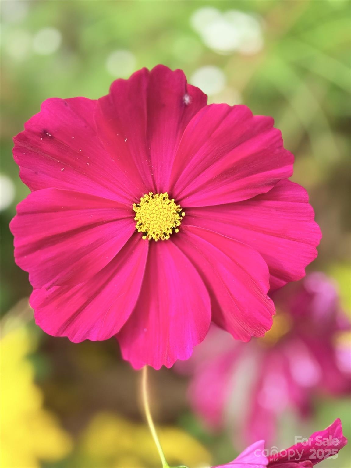 43 Dillingham Estates Trail