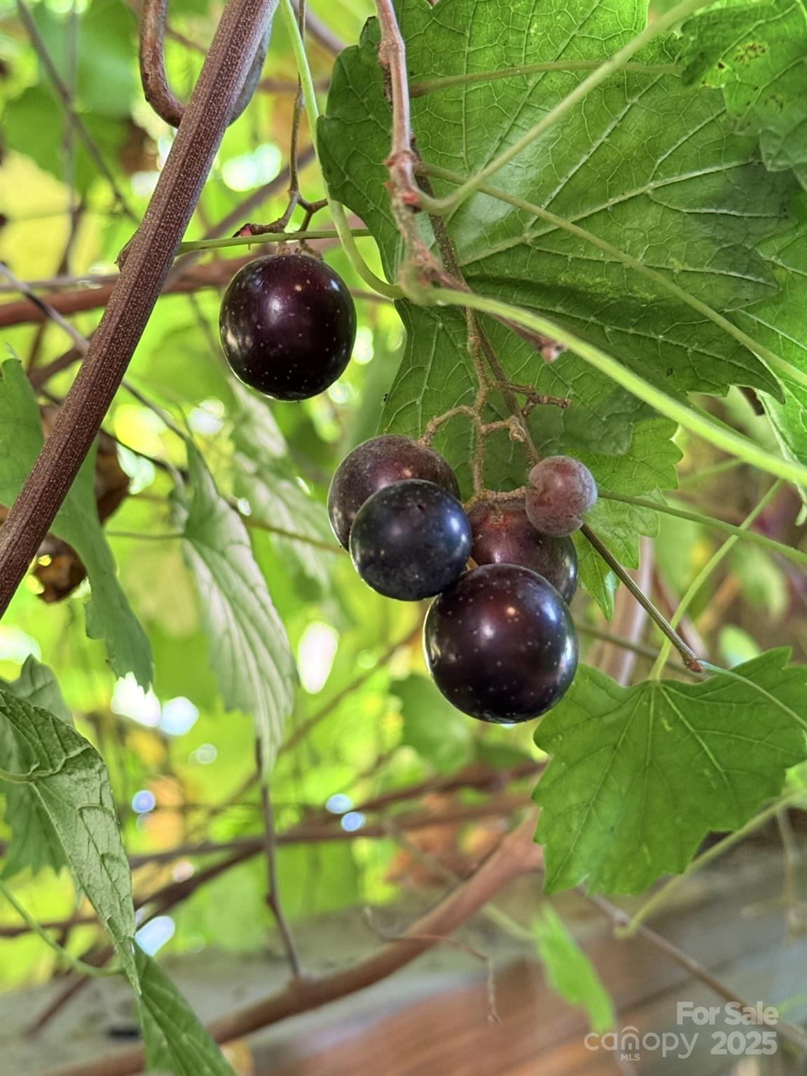 43 Dillingham Estates Trail