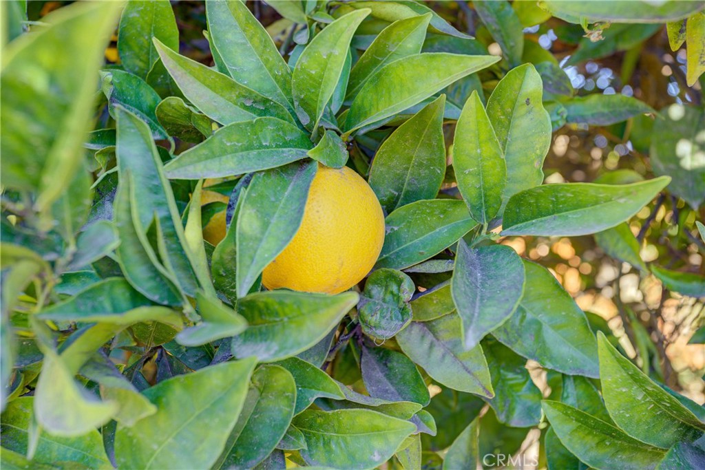 4709 Tiffany Park Circle