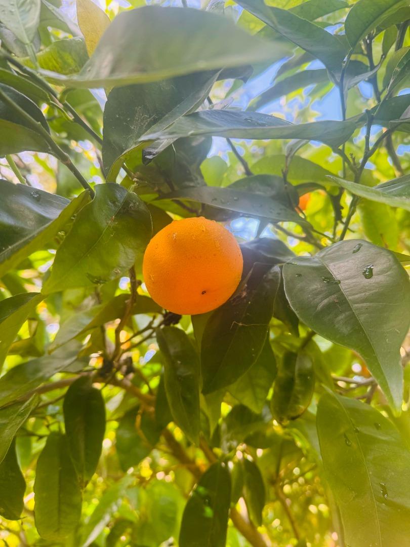 1102 Blue Lake Square