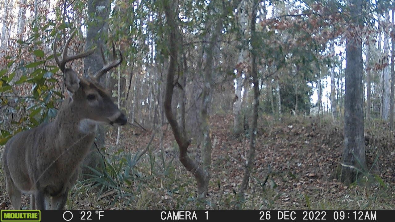 11274 & 11280 Old Federal Road