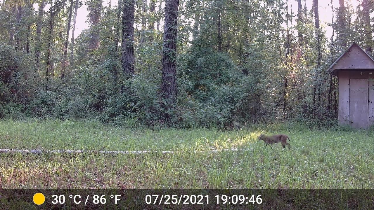 11274 & 11280 Old Federal Road