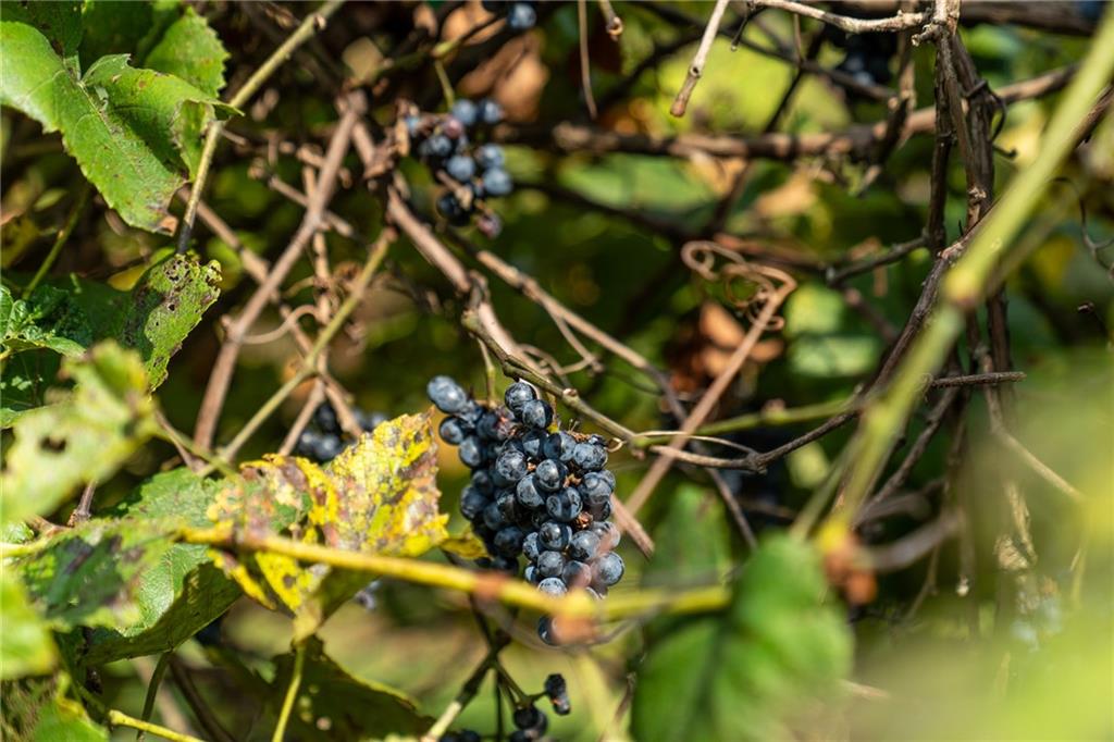 9975 BALL GROUND Highway