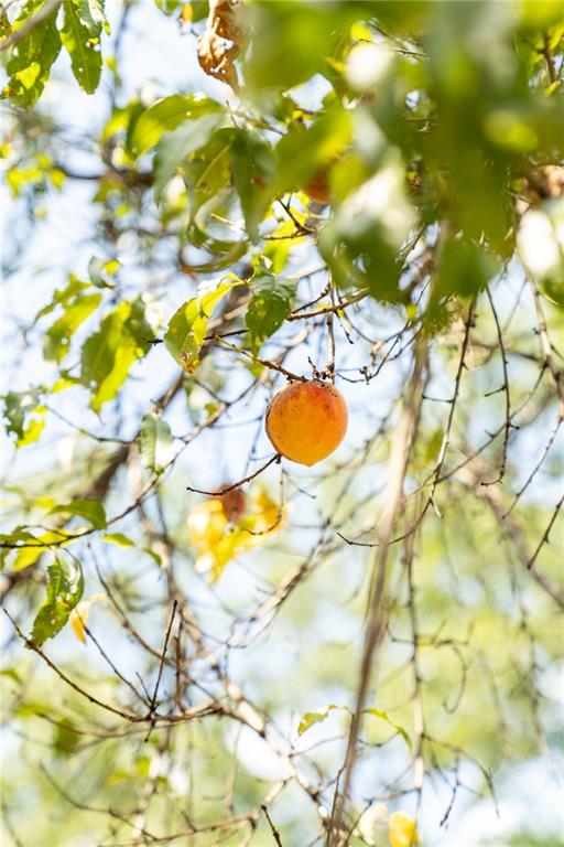 9975 BALL GROUND Highway