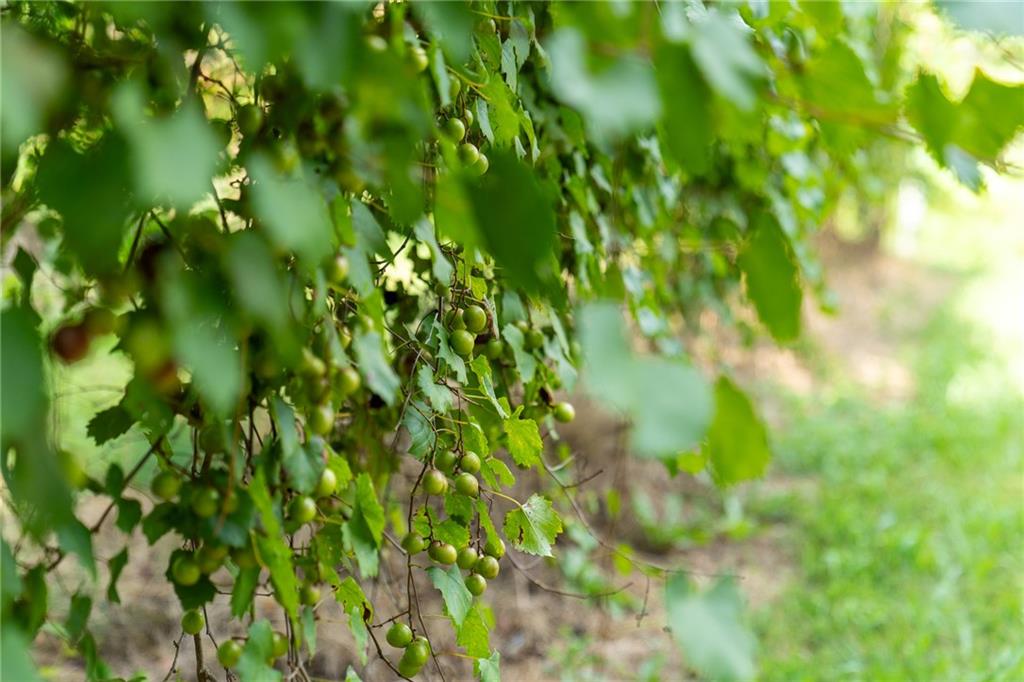 9975 BALL GROUND Highway