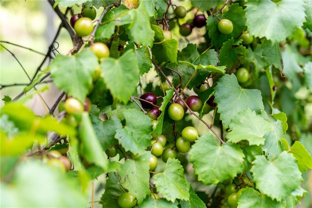 9975 BALL GROUND Highway