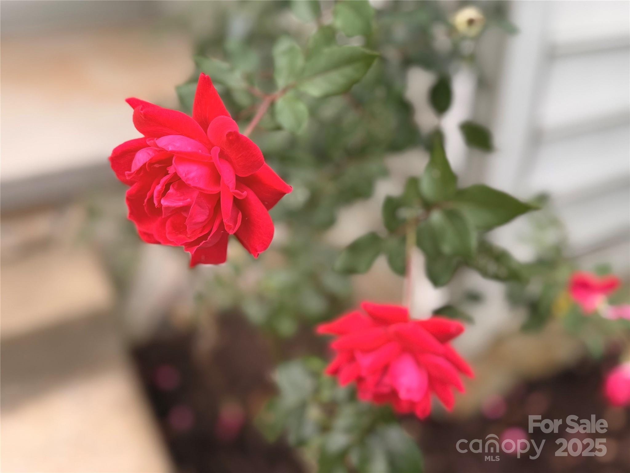 210 Forest Brook Place