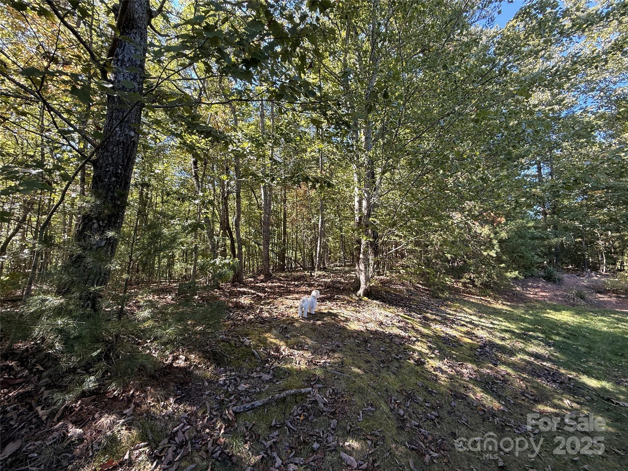 210 Forest Brook Place