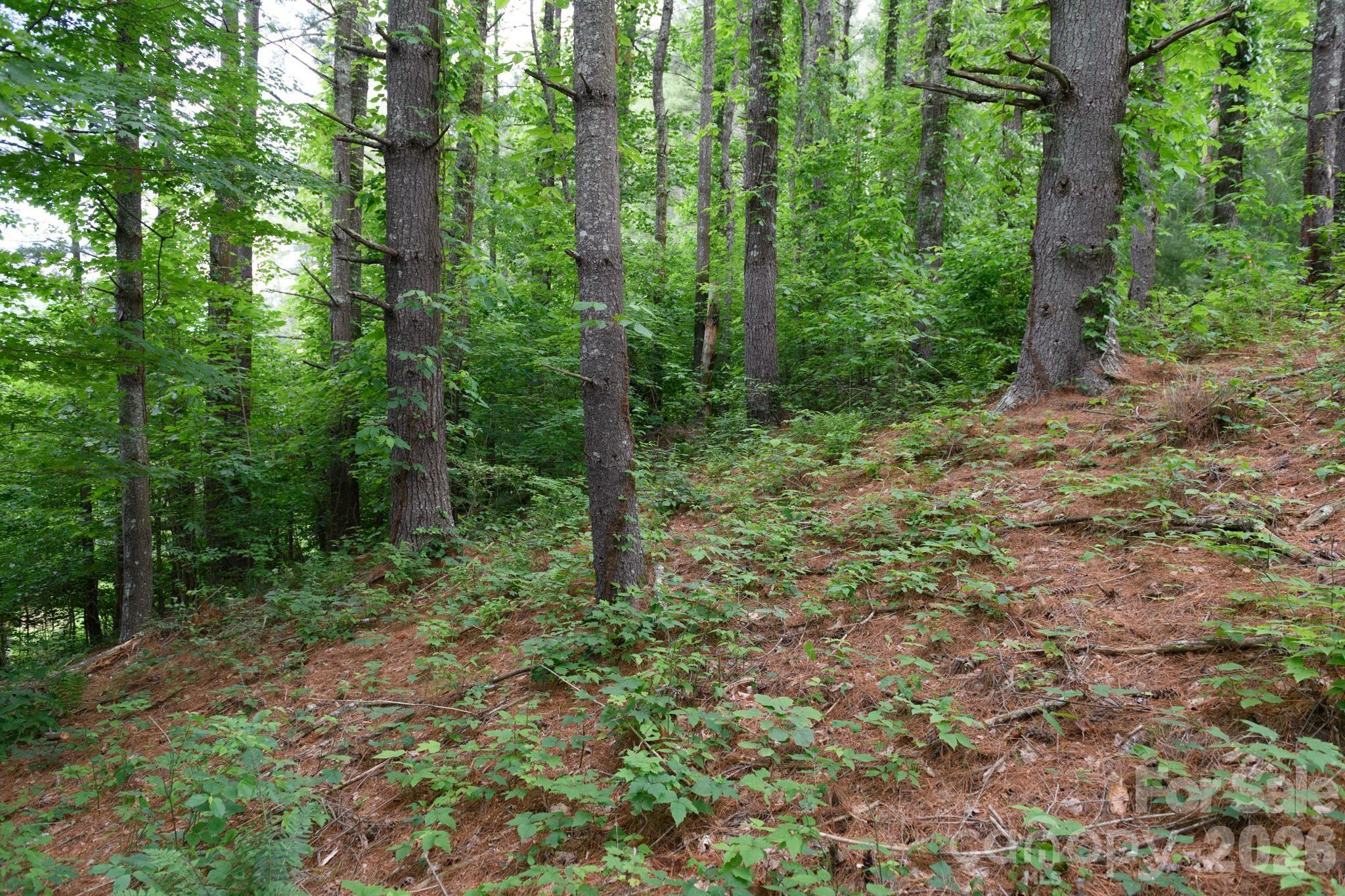 TBD Sycamore Road