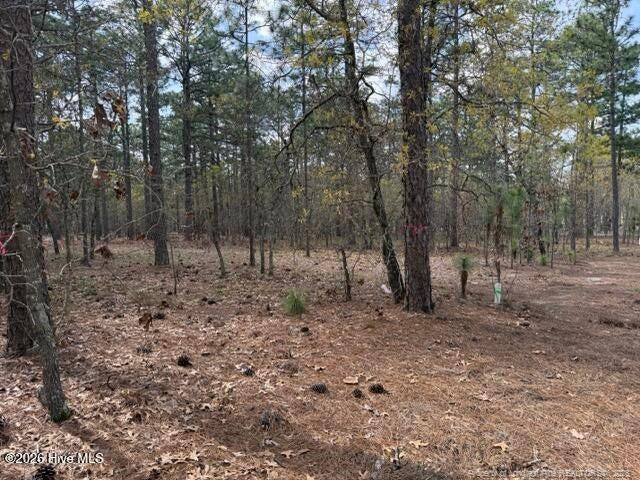 Wooded lot with pine trees and a cleared patch of pine-needle-covered ground.