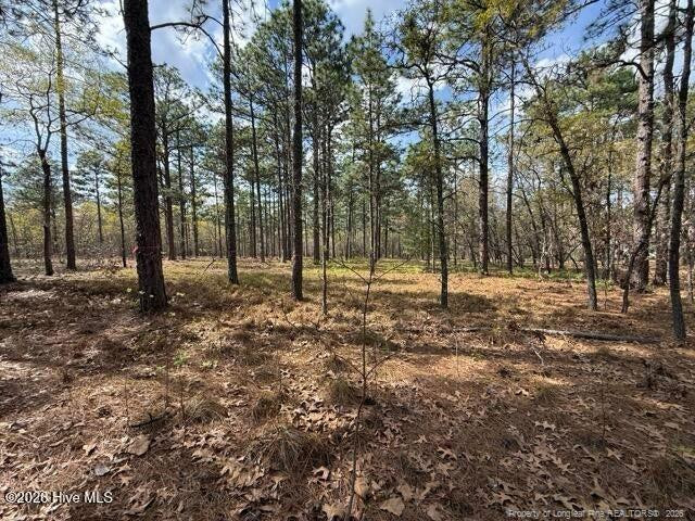 Wooded lot with tall pine trees and a leaf-covered forest floor.