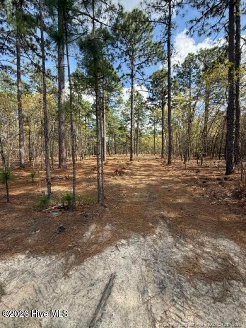 Wooded lot with tall pines and a sandy clearing in the foreground.
