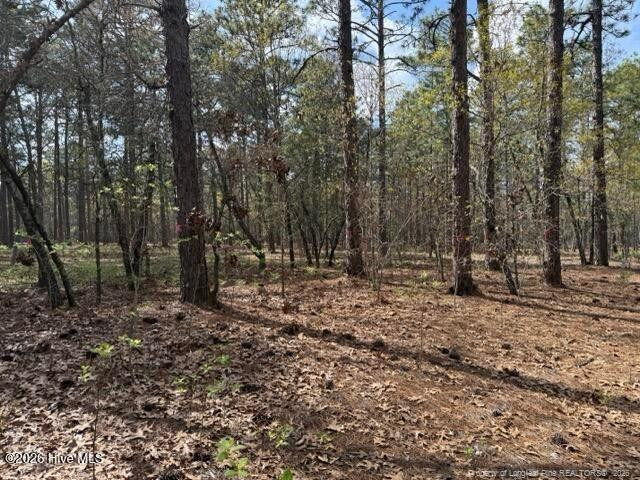 Wooded lot with tall pine trees and a leaf-covered forest floor.