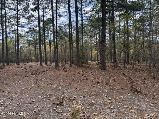 Wooded lot with tall pine trees and a leaf-covered clearing.