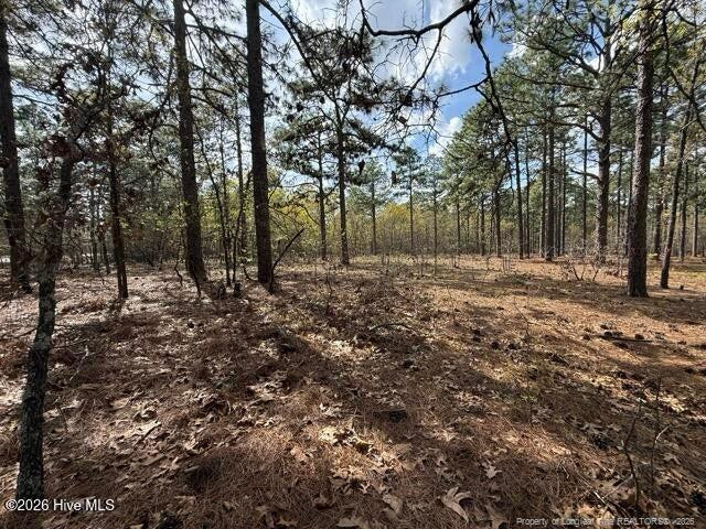 Wooded lot with tall pines, bare trees, and a leaf-covered clearing.