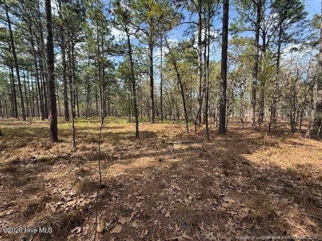 Wooded property lot with tall pine trees and a leaf-covered ground.