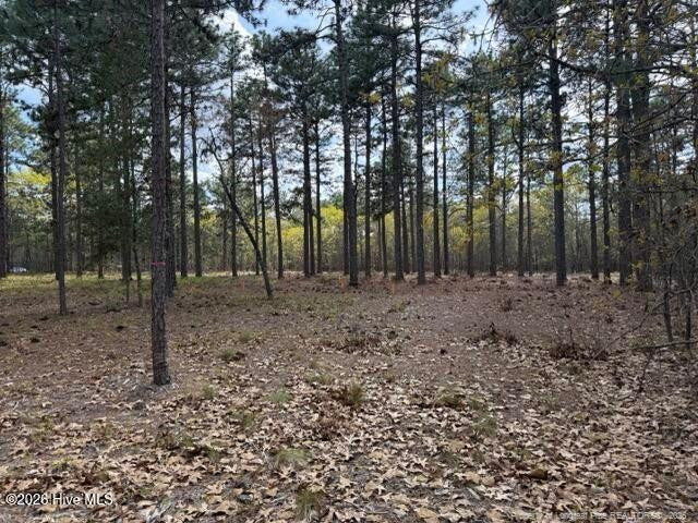 Wooded lot with tall pine trees surrounding a leaf-covered clearing.