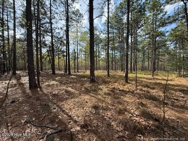 Wooded lot with tall pine trees and a leaf-covered forest floor.