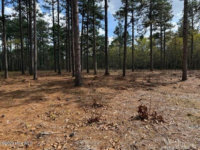 Wooded lot with tall pine trees and a mostly open, pine-needle-covered ground.