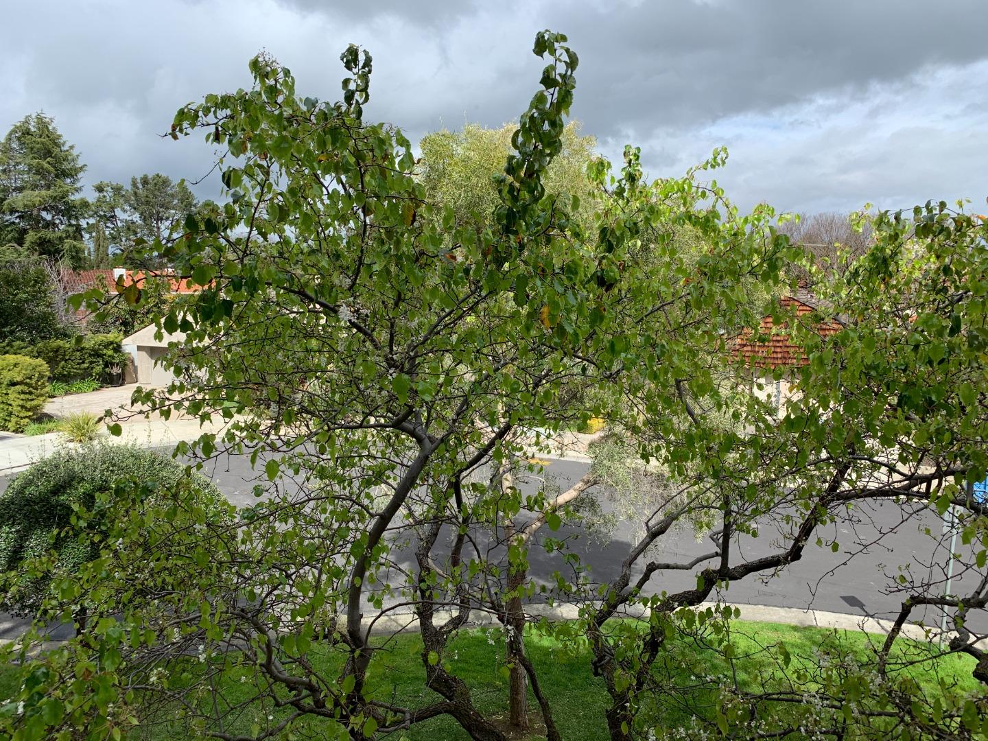 440 Cesano Court 208