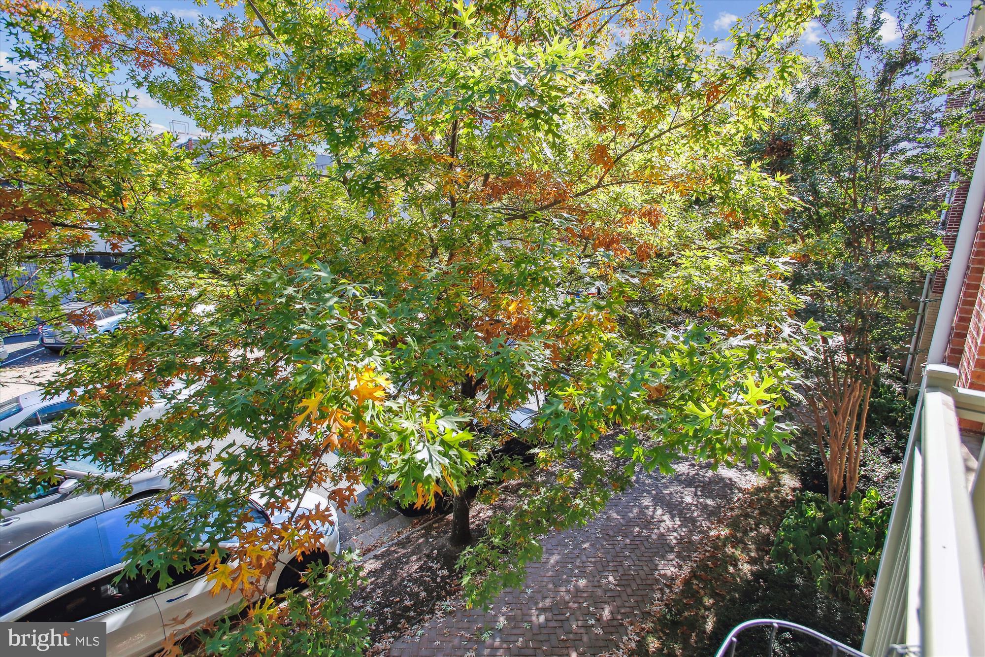 1115 CAMERON STREET 205