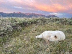 Lot 42 Madison River Ranches