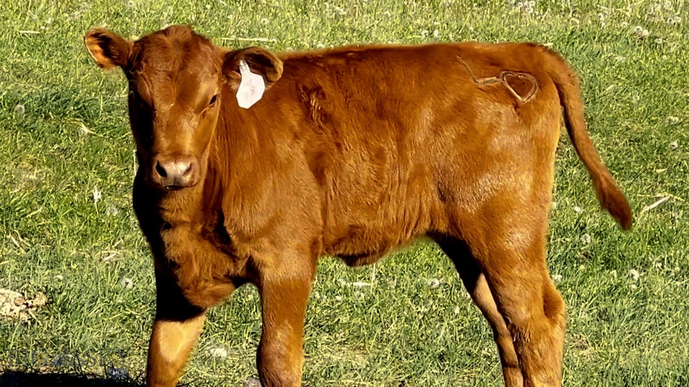 Lost Heart Ranch Ennis Lake Rd