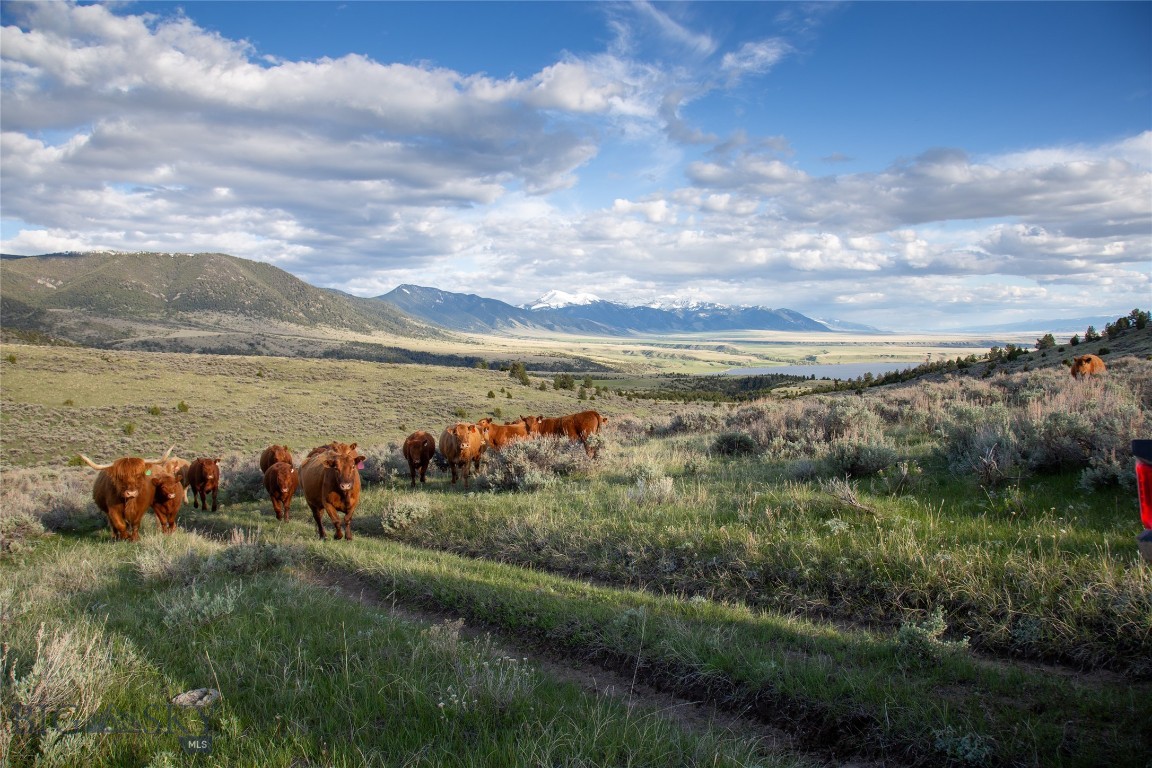 Cattle graze on grassy hills overlooking a valley and distant snow-capped mountains.