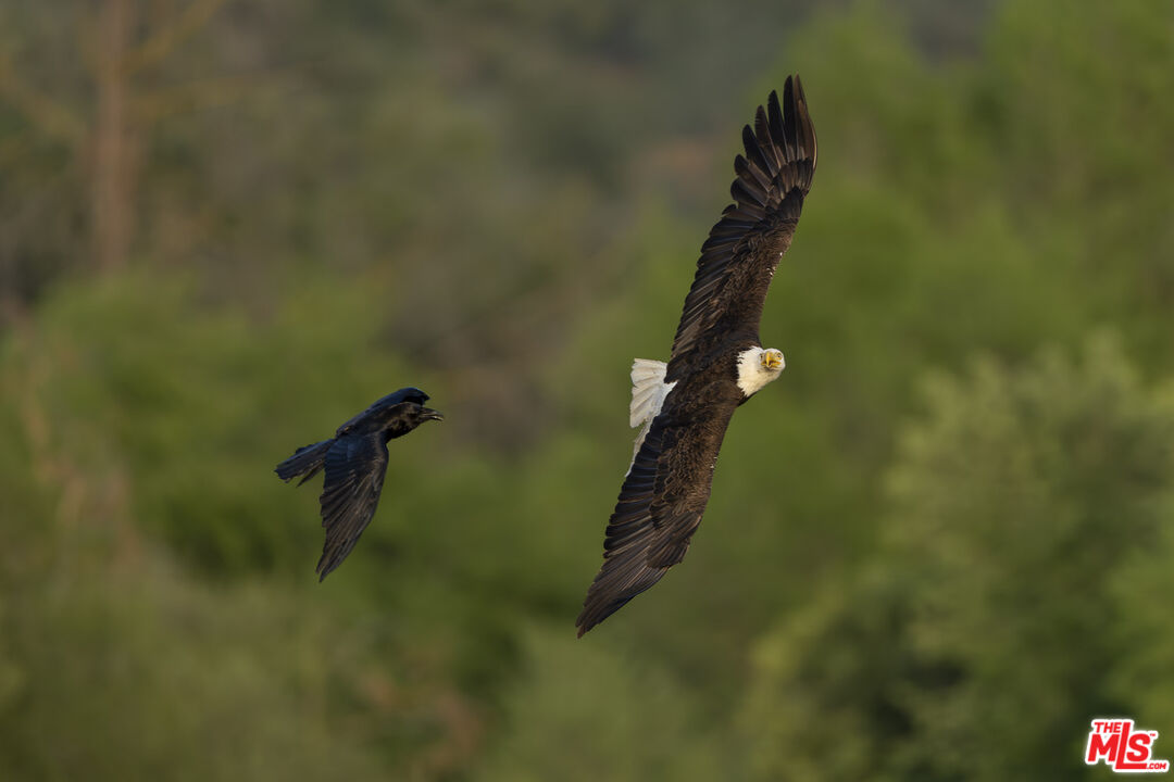 41924 Patrick Avenue Unit: TPN#4337/1