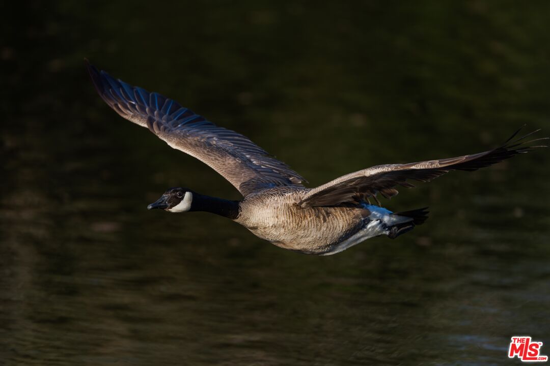 41924 Patrick Ave Unit: 4337/3