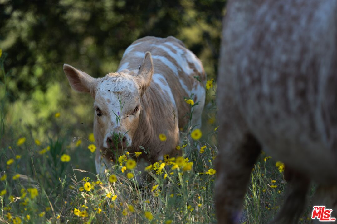 41924 Patrick Ave Unit: 4337/4