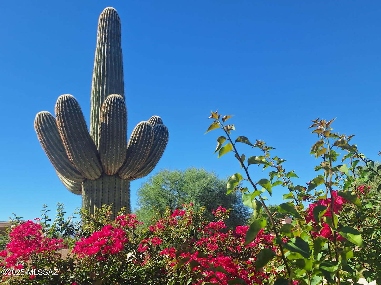 3673 W Thundercloud Loop