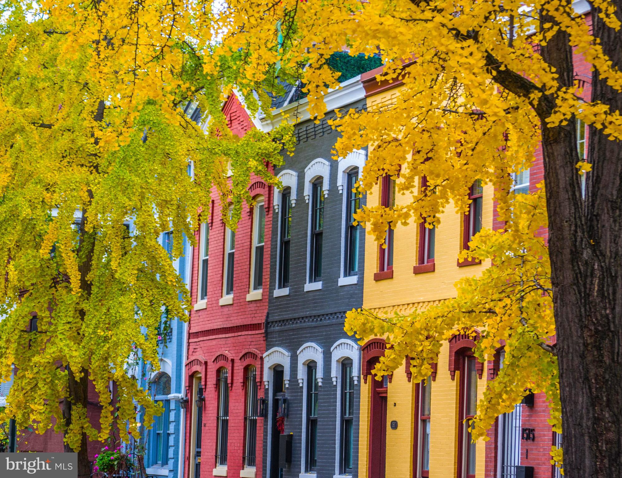 1519 Swann St NW - Washington DC