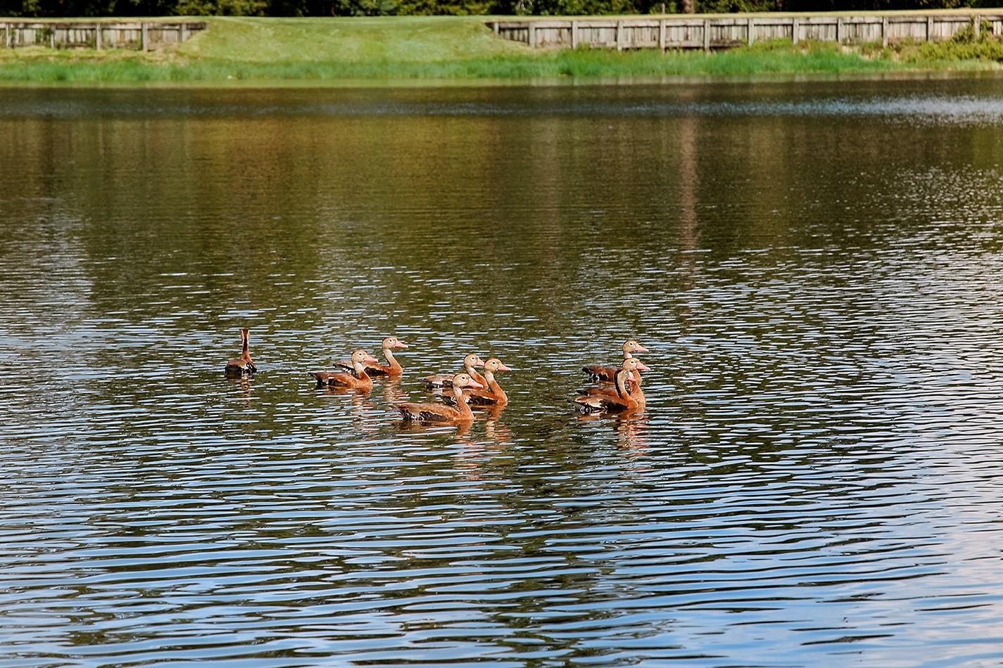3 Black Cormorant Place