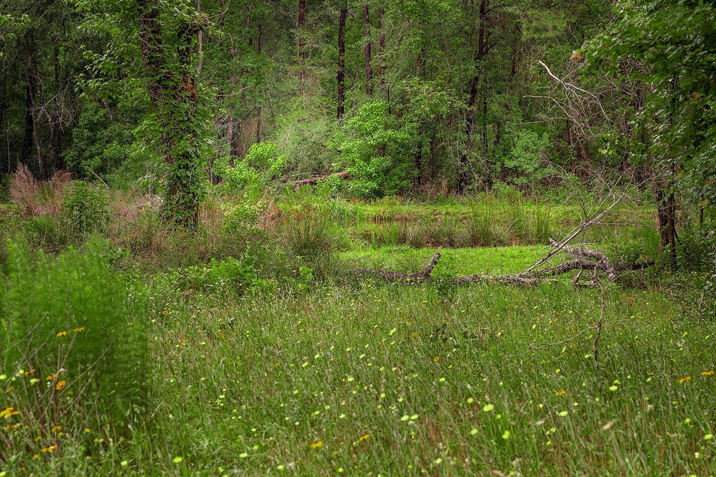 23514 Saratoga Woods Drive