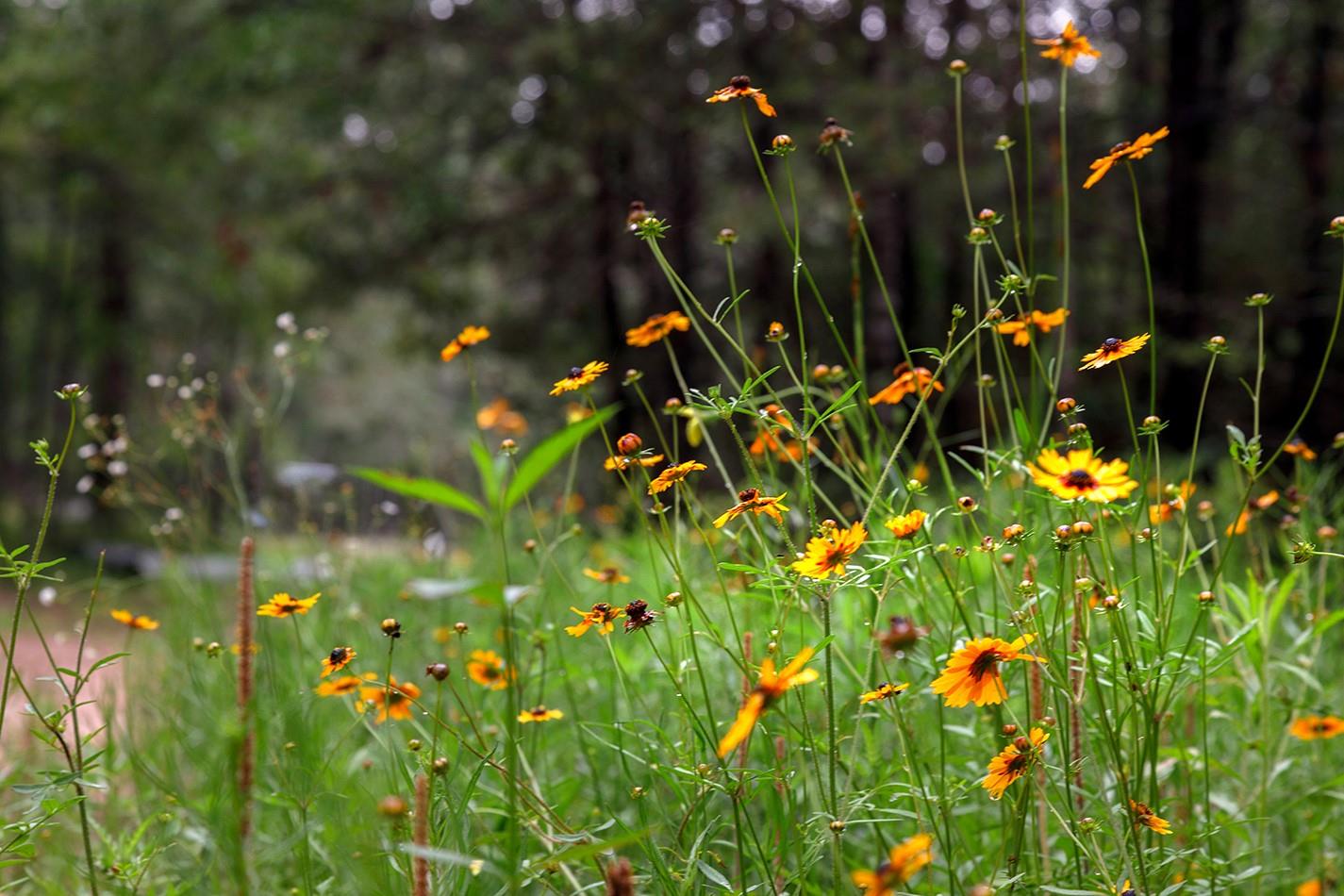 23514 Saratoga Woods Drive