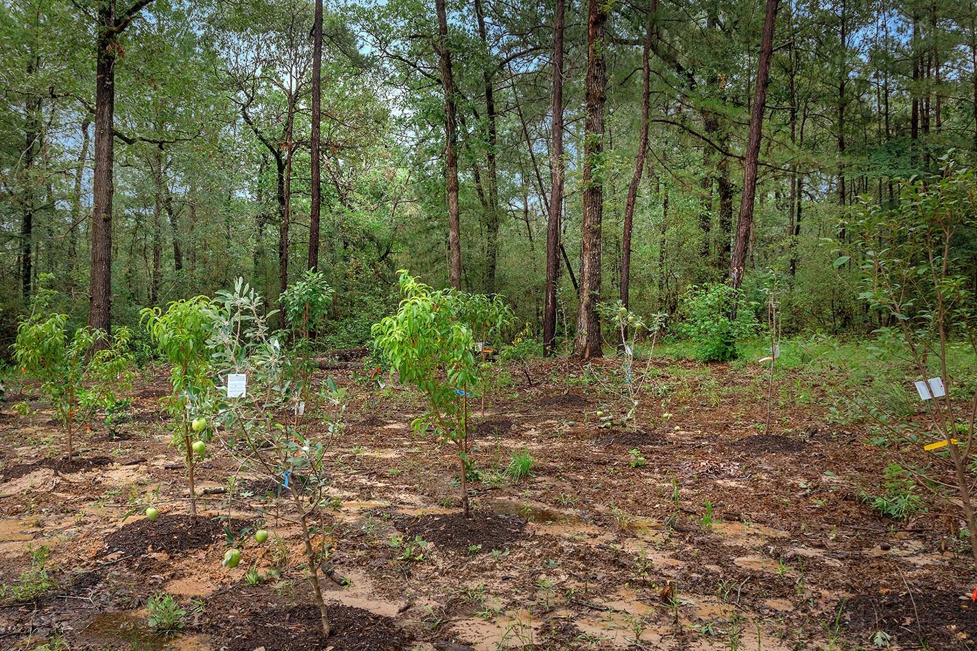 23514 Saratoga Woods Drive