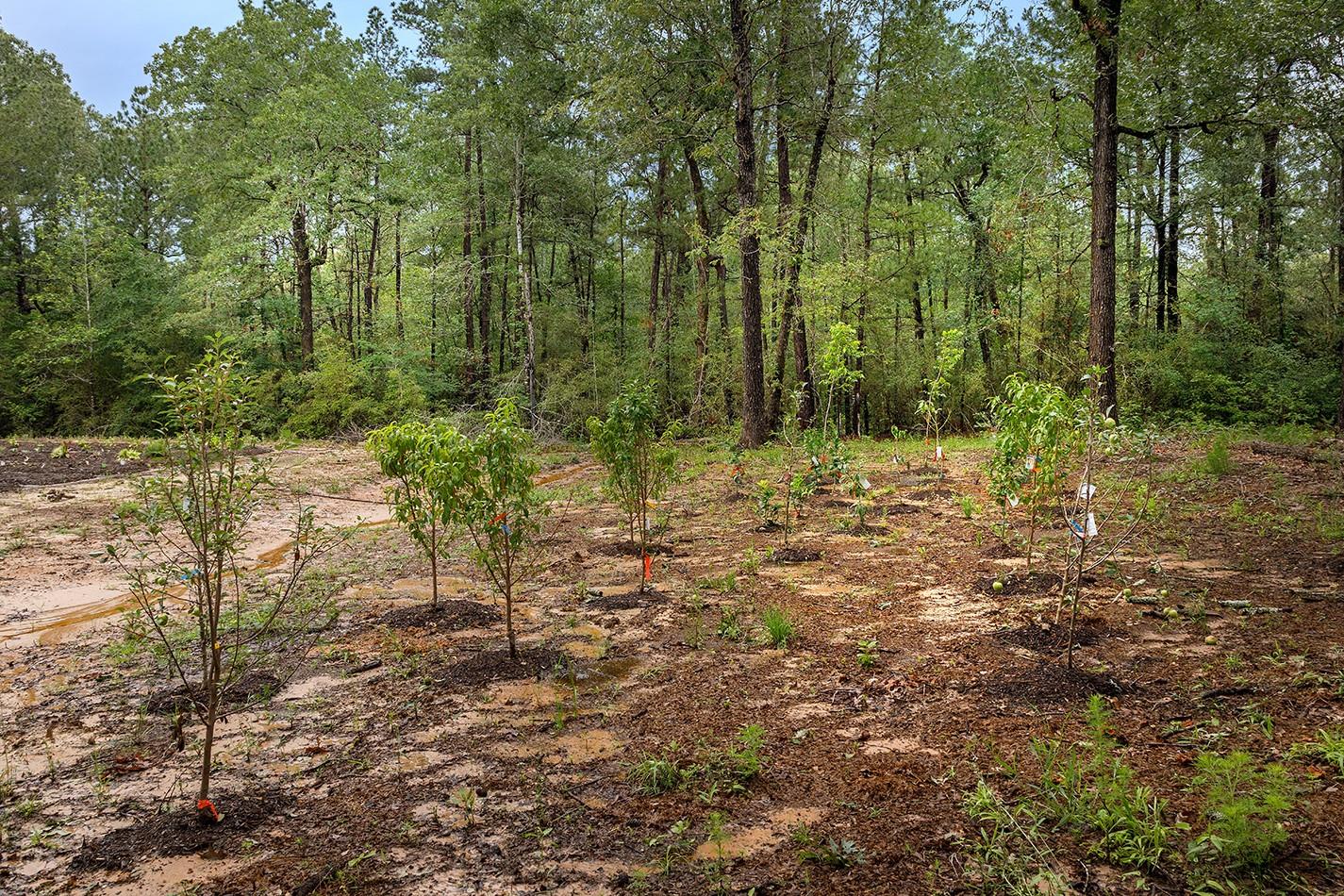 23514 Saratoga Woods Drive