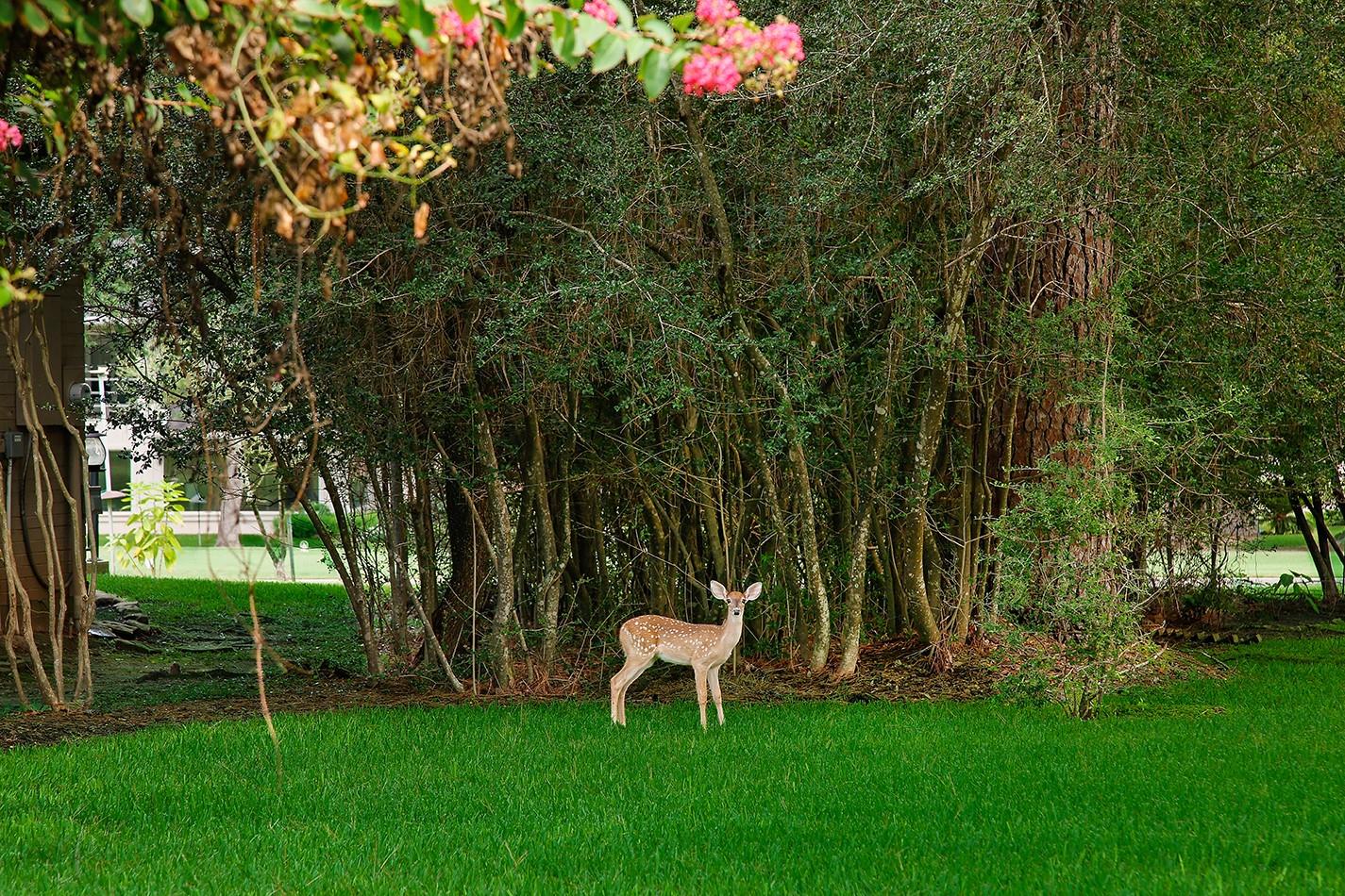 3134 Lake Island Drive