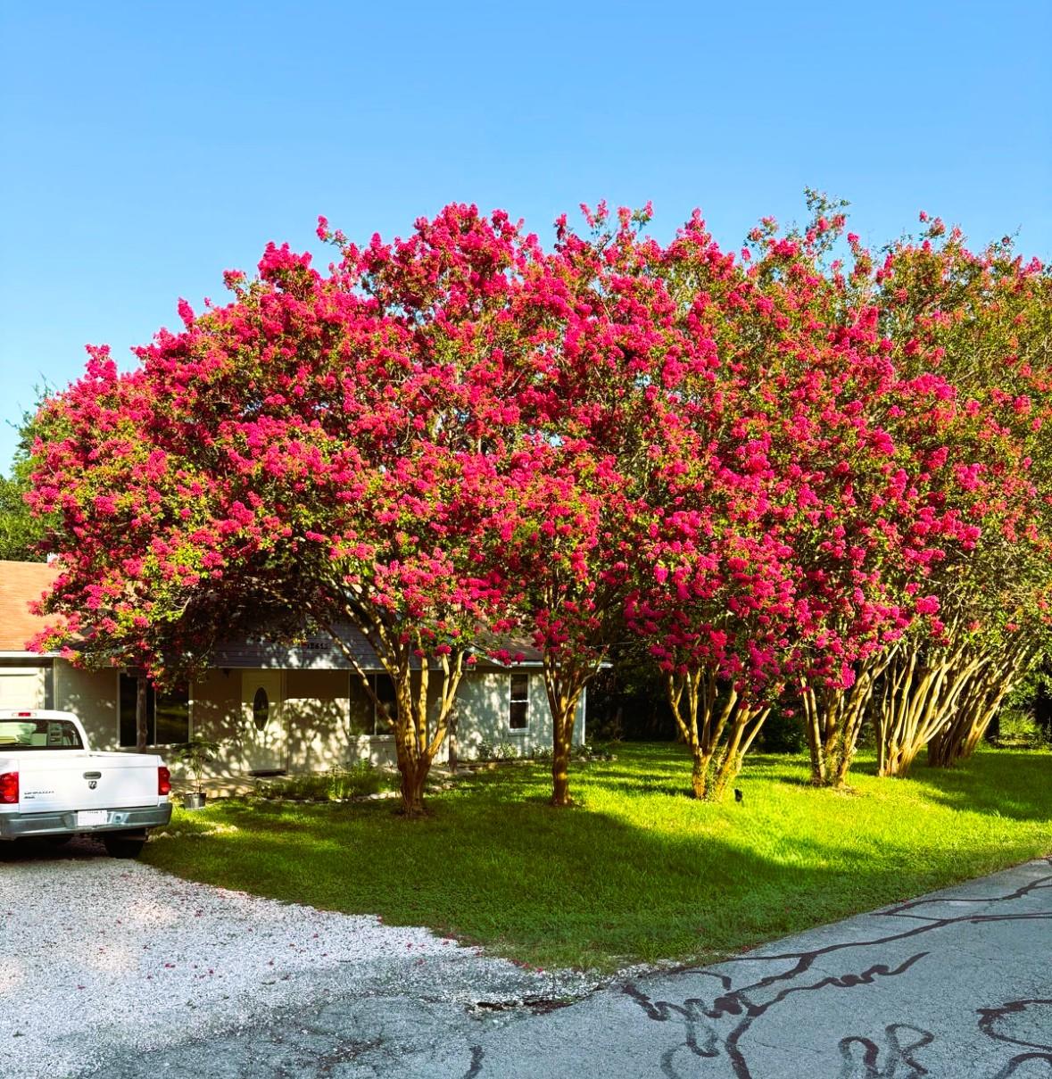 12613 Crystal Creek DR