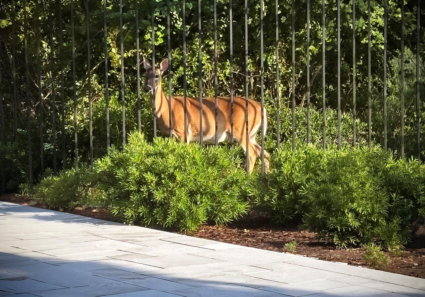 3611 Summer Trail Court