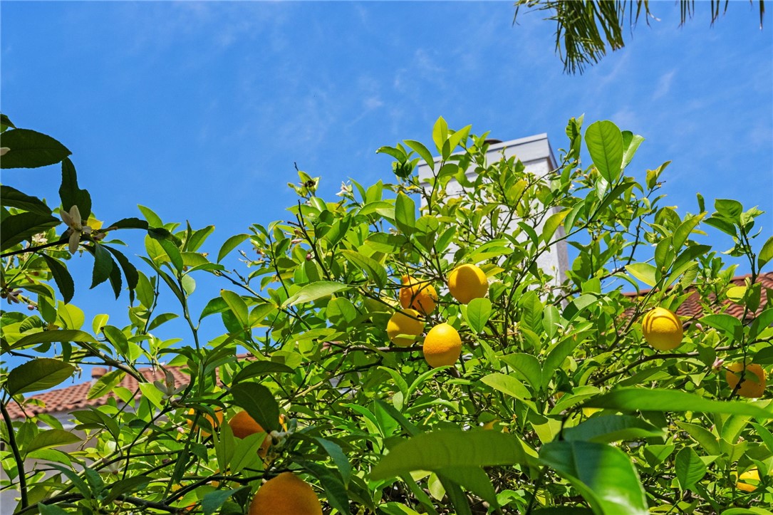 1043 Smoketree Drive