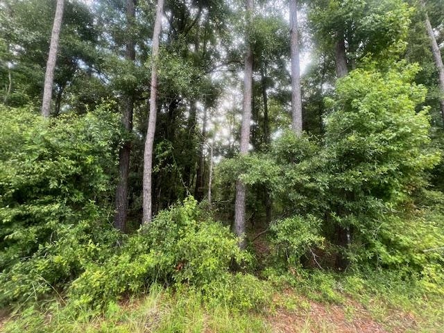 Wooded property lot with tall trees and dense green undergrowth.