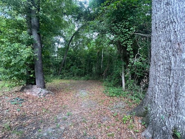 Wooded clearing with a leaf-covered path leading between large trees.