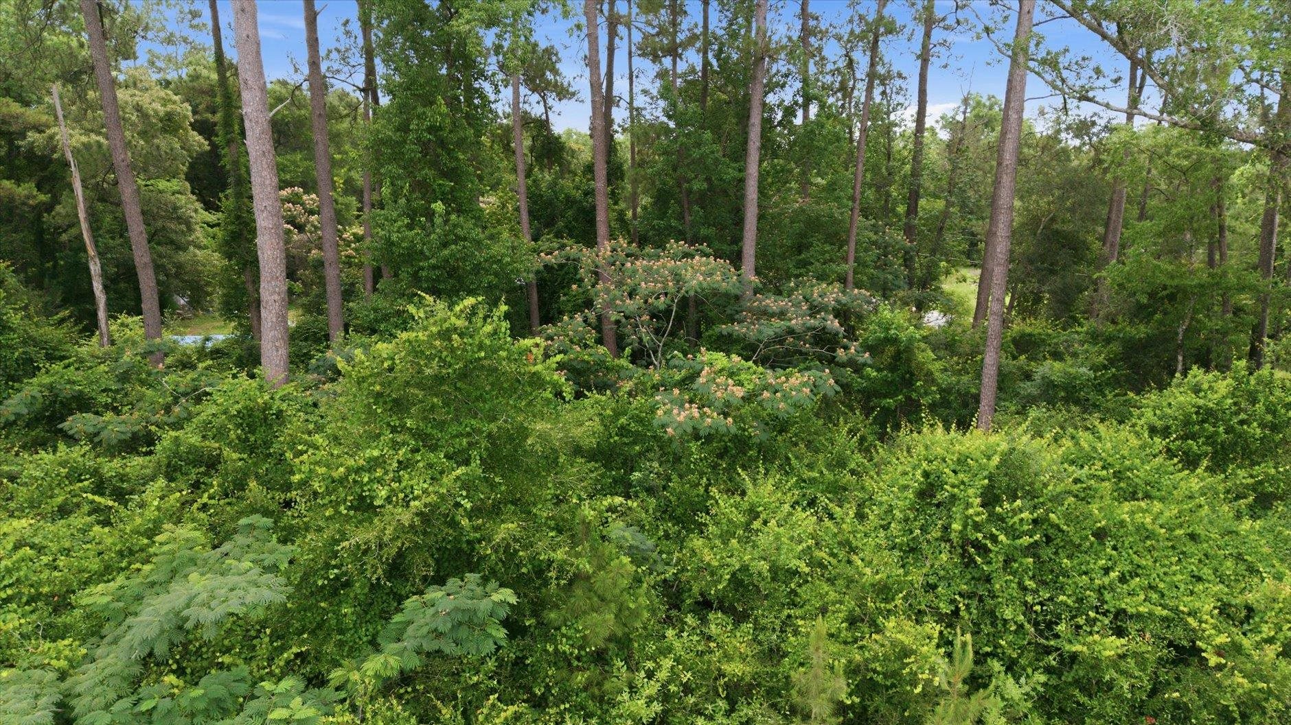 Wooded property with tall pine trees and dense green undergrowth.