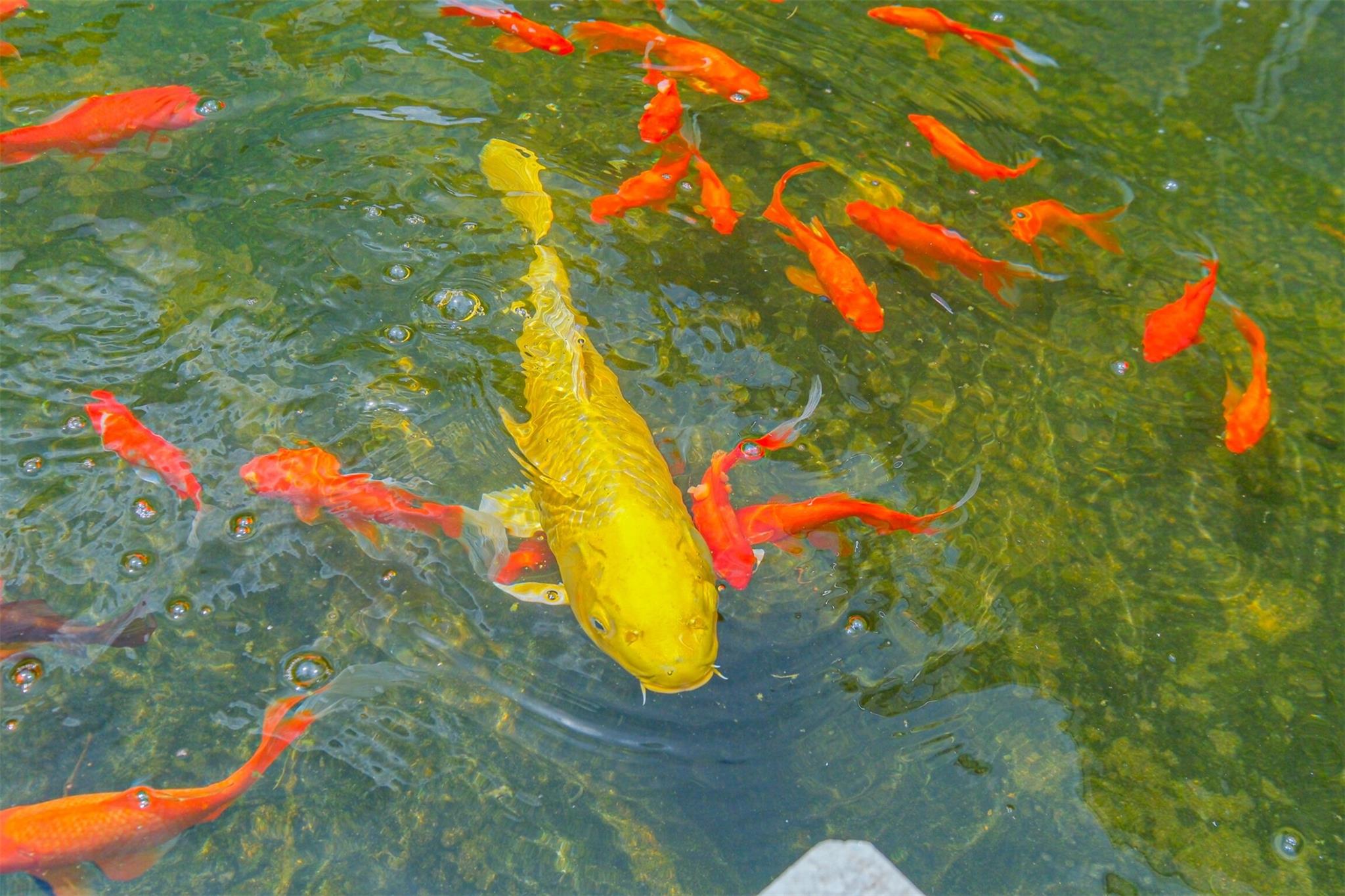 5050 Woodway Drive # 3M