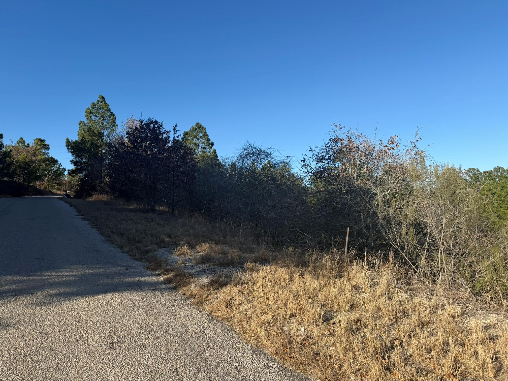 Wooded roadside lot with dry grass beside a quiet paved road.