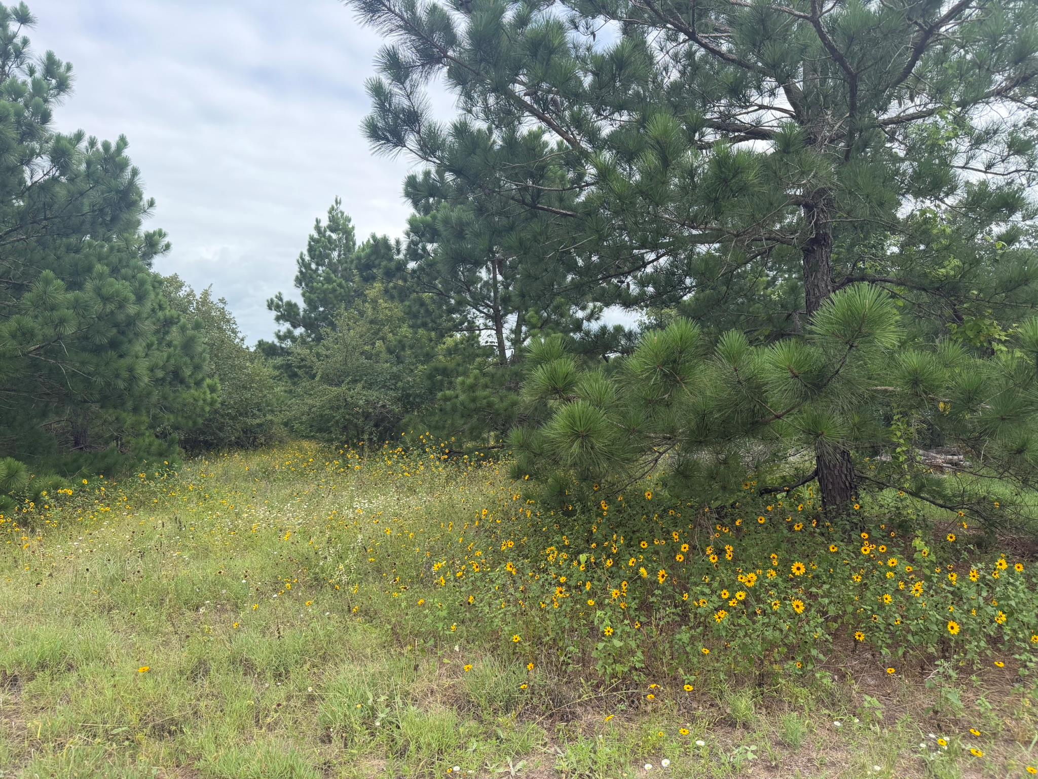 151 S Buckhorn DR